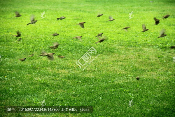 綠地飛鳥
