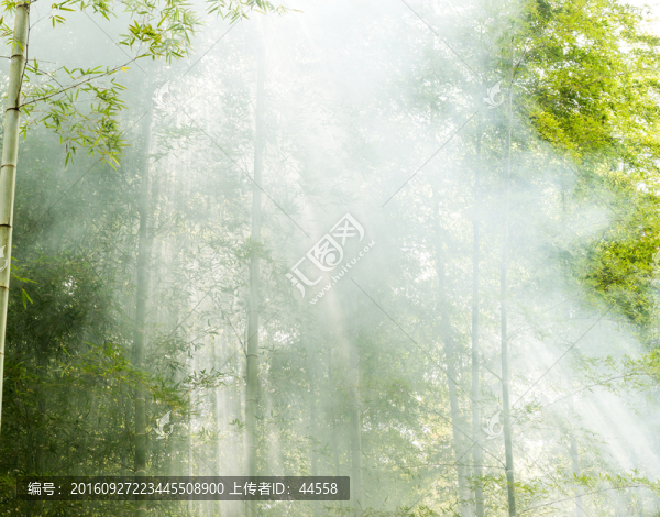 竹林