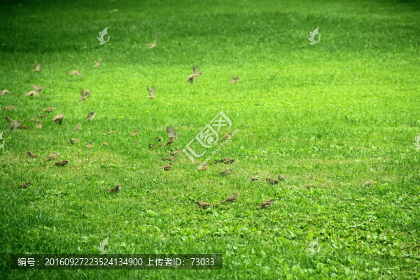 綠地