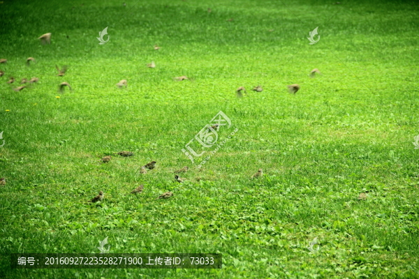 綠地