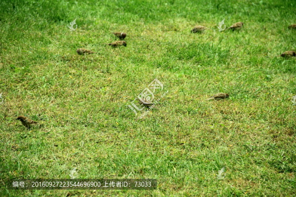 綠地飛鳥