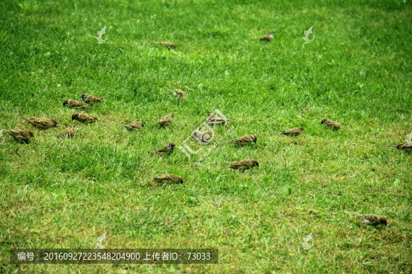 綠地飛鳥(niǎo)