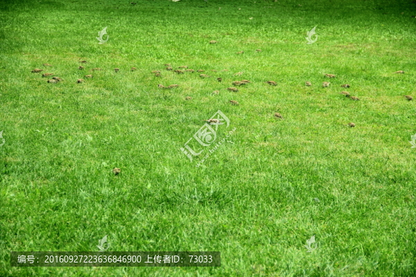 草地
