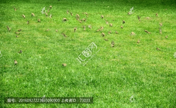 綠地飛鳥(niǎo)