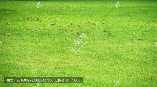 草地飛鳥(niǎo)