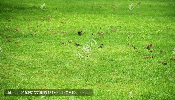 草地飛鳥