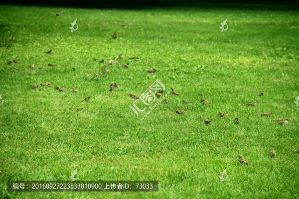 草地飛鳥