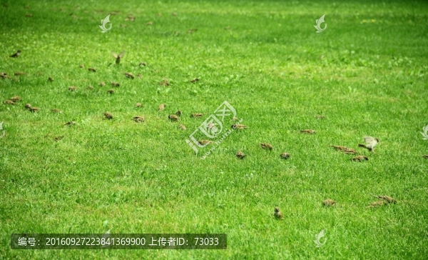 綠地飛鳥(niǎo)