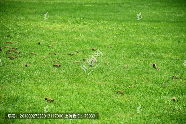 綠地飛鳥