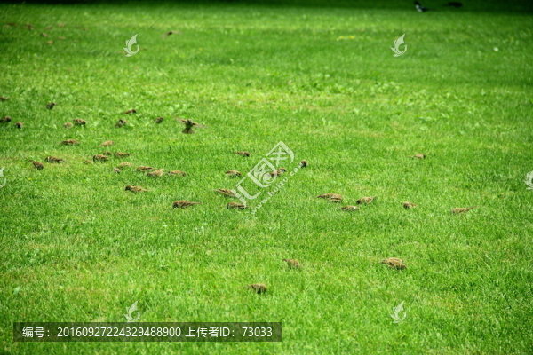 草地飛鳥