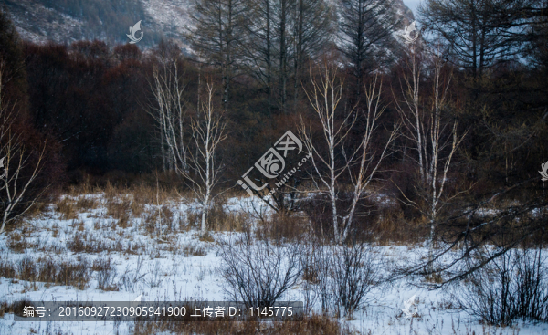 雪鄉(xiāng),村莊,雪,冬天,寒冷,林