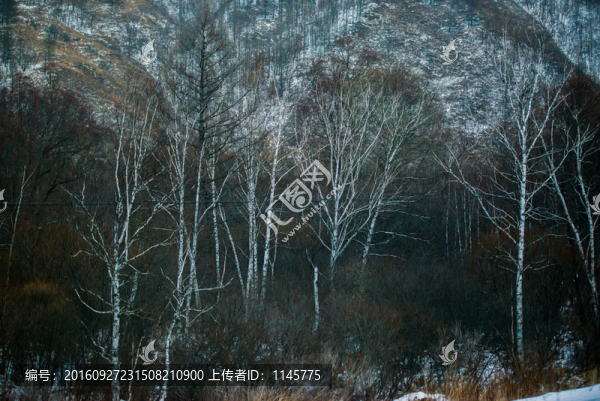 雪鄉(xiāng),村莊,雪,冬天,寒冷,林