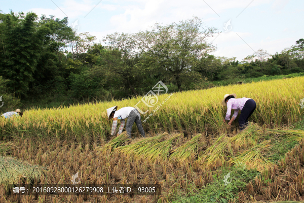農(nóng)作物,米粒,高清稻子