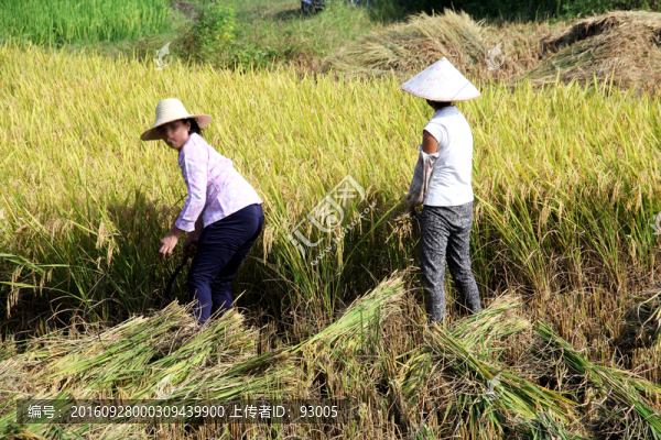 農(nóng)民割稻子,稻田,秋天,收割