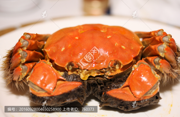 陽澄湖大閘蟹
