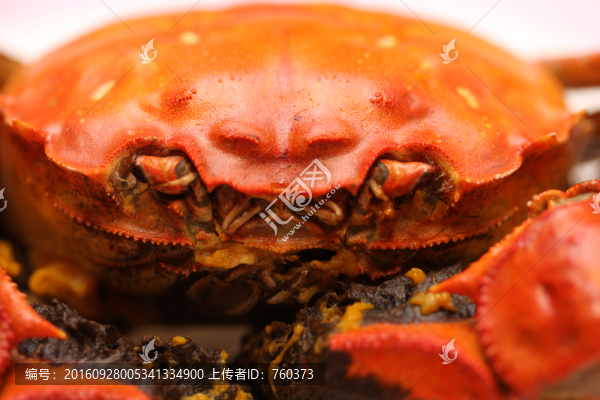 陽澄湖大閘蟹