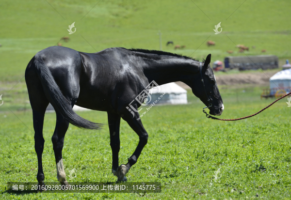 汗血寶馬