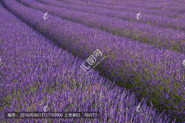 薰衣草田園