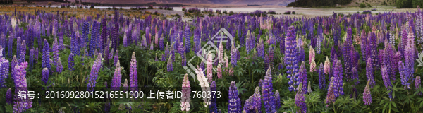 薰衣草田園