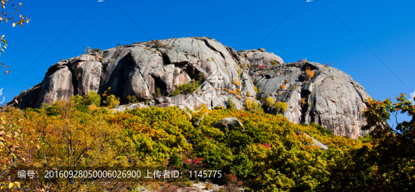 神山,白樺樹,樹林,秋景,秋