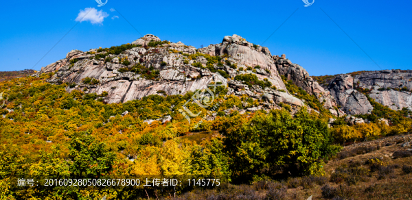 神山,白樺樹,樹林,秋景,秋