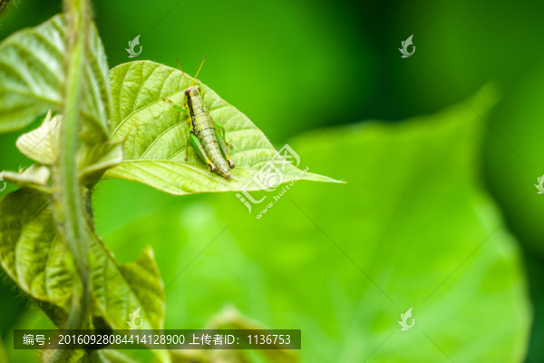 蚱蜢,螞蚱,綠色
