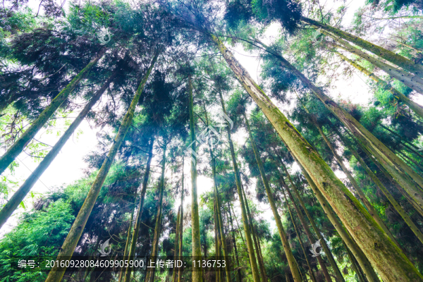樹林