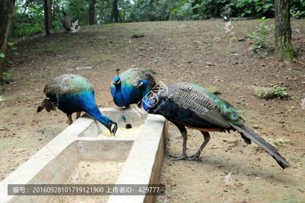 孔雀,孔雀園,動(dòng)物園
