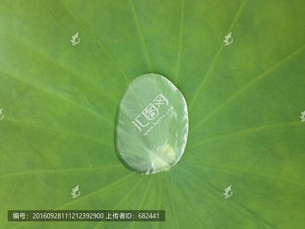 荷葉露珠