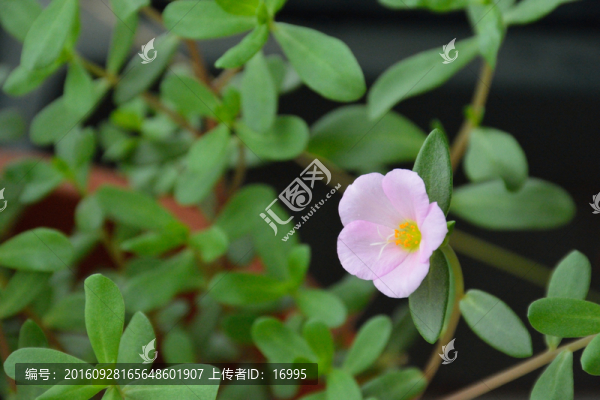 太陽花