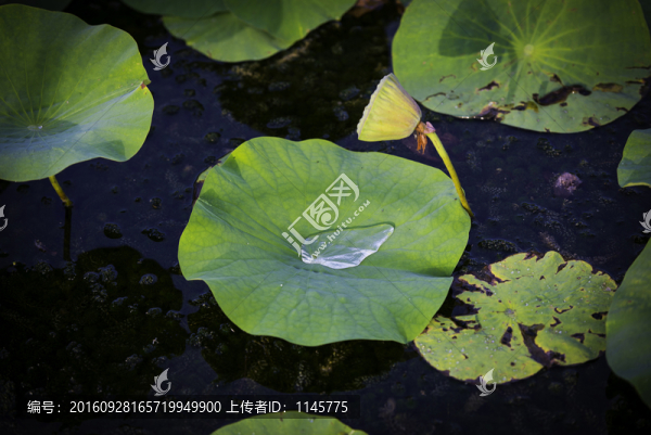 荷花,荷葉,植物,花卉,花朵