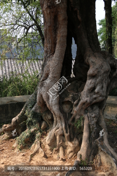 樹木