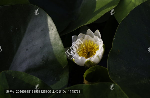 荷花,荷葉,植物,花卉,花朵