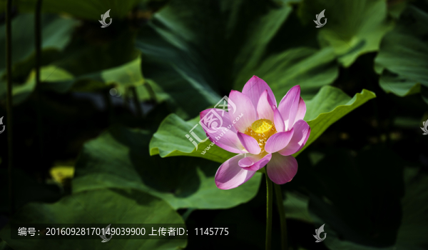荷花,荷葉,植物,花卉,花朵