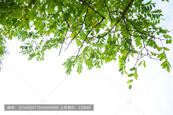 綠葉背景