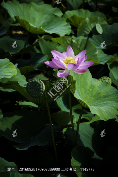 荷花,荷葉,植物,花卉,花朵