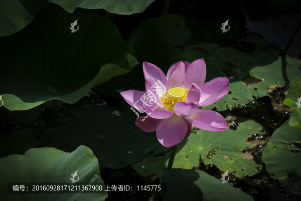 荷花,荷葉,植物,花卉,花朵