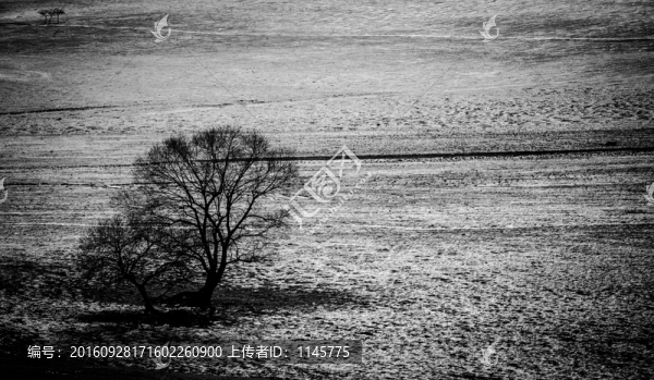 黑白,冬景,枯樹(shù),雪地,肌理