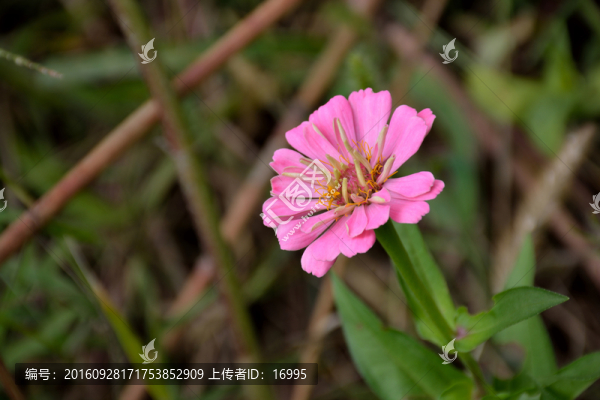 雛菊