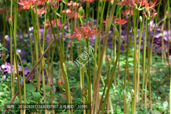 紅花石蒜