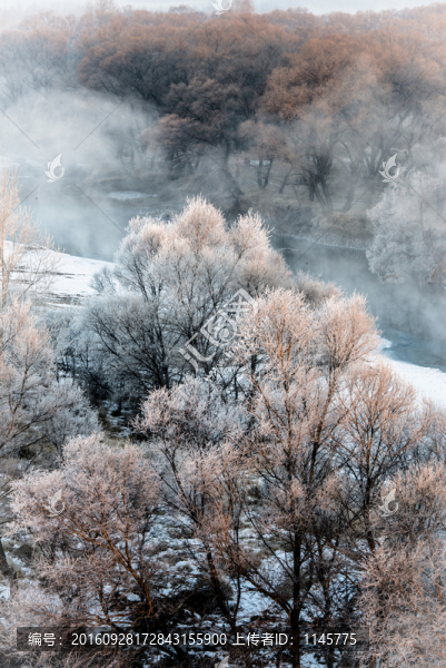 霧凇,雪景,冬天,自然奇觀,樹