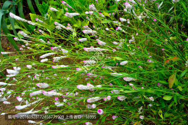 狼尾巴草