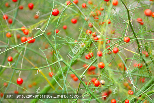 紅色背景