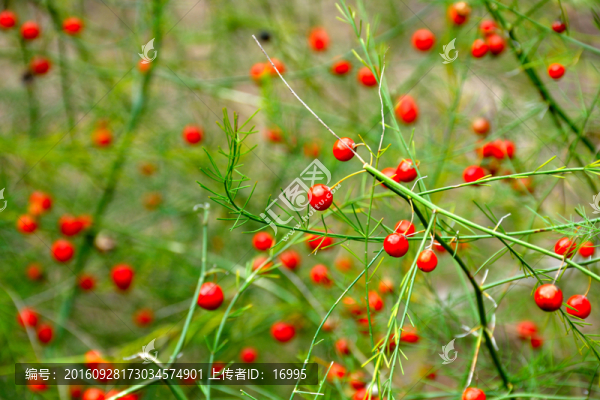 紅色小果實(shí)背景