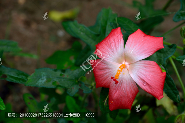 海濱錦葵