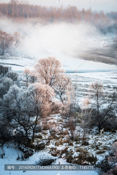 霧凇,雪景,冬天,自然奇觀,樹