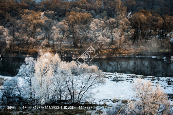 霧凇,雪景,冬天,自然奇觀,樹