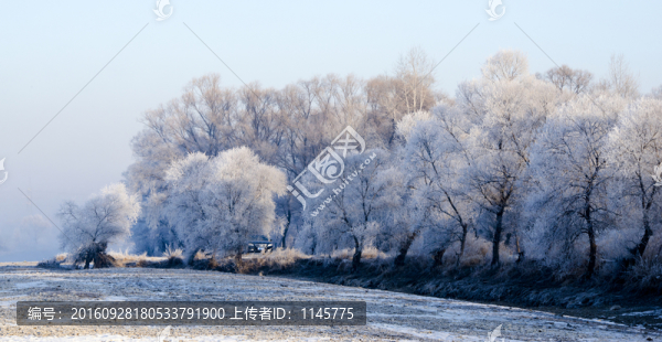 霧凇,雪景,冬天,自然奇觀,樹