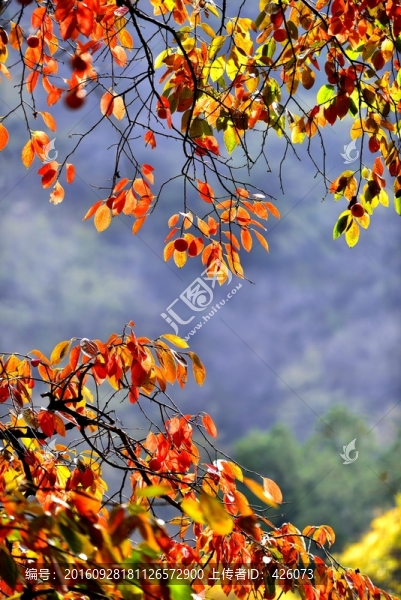 柿子的果實(shí)紅葉