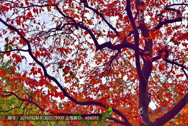 火紅的秋天